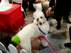 android_upload_pic-东浩兰生上海世博展览馆