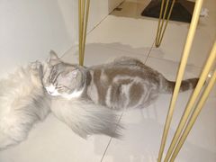-平行世界·猫咖(首经贸店)