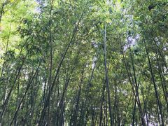 -乌镇东栅景区