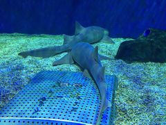 -成都浩海立方海洋公园