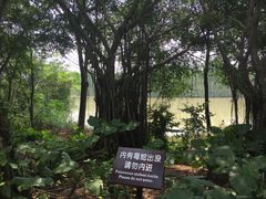 -大湾区中央湿地公园