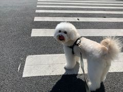 -PETKIT小佩宠物(昭化店)