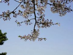 -台场海滨公园船码头