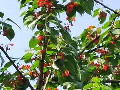 -樱桃山旅游景区