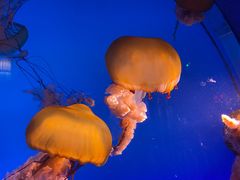 -太平洋海底世界