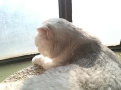 -猫猫幼稚园·撸猫·桌游·电玩