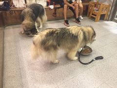 -more than meow吴止猫主题餐厅(承德 中船汇店)