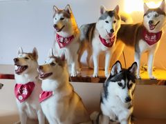 -Husky Go! 哈士奇体验馆·宠物咖啡厅狗咖