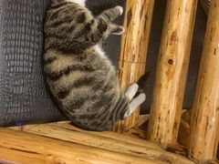 -恩你小木屋·烤肉韩式料理(嘉兴秀洲店)