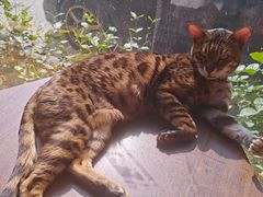 -豆逗聊愈猫阁Easy Life