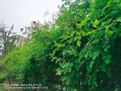 -会宾园·云山宴中餐