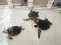 -广东惠东海龟国家级自然保护区