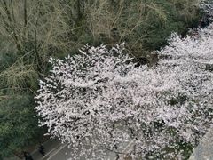 -武汉大学-樱园