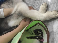 -瑞派名望志远动物医院·猫科·內科·异宠专科(直港大道店)