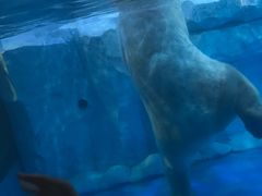 -芜湖新华联大白鲸海洋公园