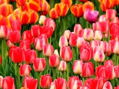 -大宁郁金香公园-停车场