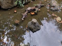 -海南热带野生动植物园