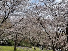 -苏州上方山国家森林公园
