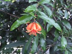 -凤来栖·净庭院·火锅(欧尚店)