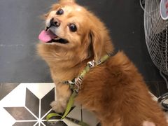 -熊小胖宠物生活馆(天华园店)