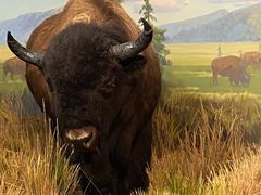 -陕西自然博物馆