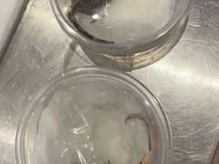 -酷以爬仙阁实体爬宠店·守宫·蜥蜴·专业繁育