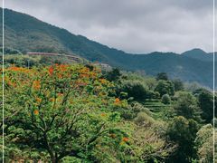 -雁南飞茶田景区