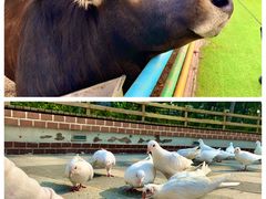 -南宫五洲植物乐园