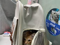 -宠物星动物医院·眼科·异宠·猫科(江南大道总院)