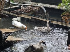 -优之名鹅城