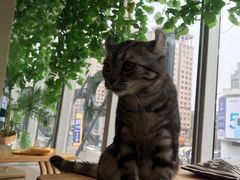 -藏猫猫咖啡主题馆(中央大道店)