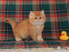 -欣宠猫屋·矮脚拿破仑·蓝金金渐层