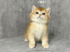 -小猫来了·猫舍(红山六九七九店)