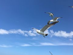-长岛万鸟岛