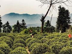 -十八棵（老龙井）御茶园(老龙井店)