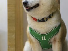 -柴迷FANS CLUB·柴犬狗咖·猫咖