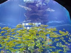 -海合安武汉极地海洋公园