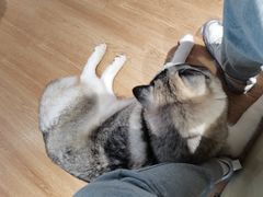 -Husky Go! 哈士奇体验馆·宠物咖啡厅狗咖