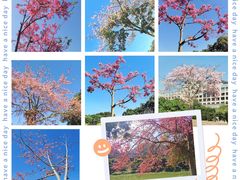 -风云岭森林公园