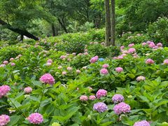 -上海共青森林公园