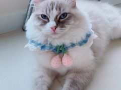 -怪兽屋·羊驼·猫咖·狗咖(俊华广场店)