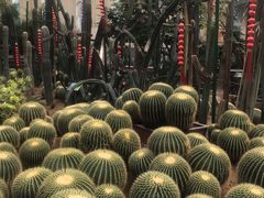 -石家庄市植物园