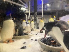 -悉尼海洋生物水族馆
