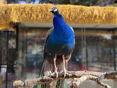 -陕西自然博物馆