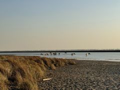 -盐城丹顶鹤湿地生态旅游区