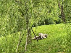 -北京野生动物园