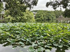 -荔湾湖公园