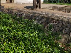-合肥野生动物园