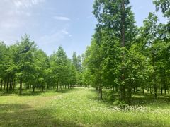 -黄海国家森林公园