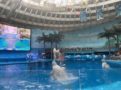 -海合安成都极地海洋公园
